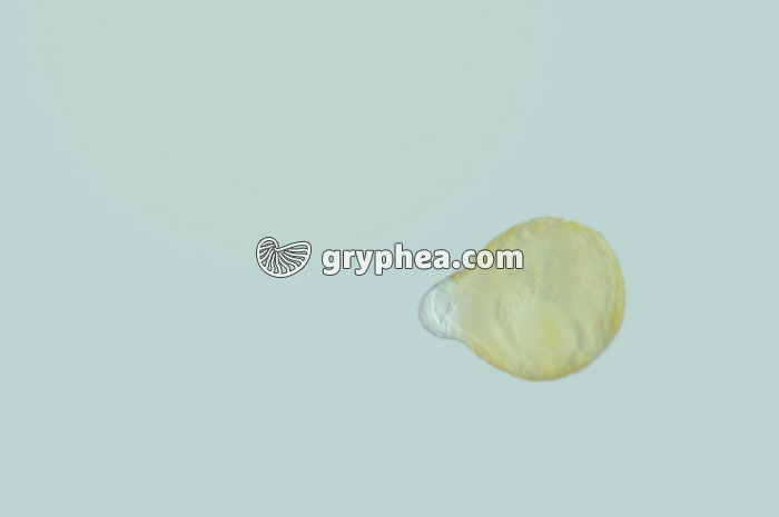 Pollen de Merisier en cours de germination x200 - gryphea.com